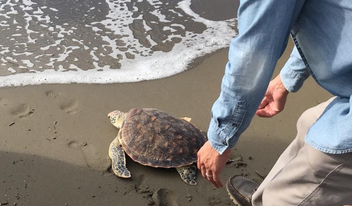 恢復健康的海龜重回大海。（圖／海洋保育署提供。）