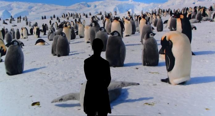 一起去南極／冰封南極世界 企鵝.海豹的美麗家園
