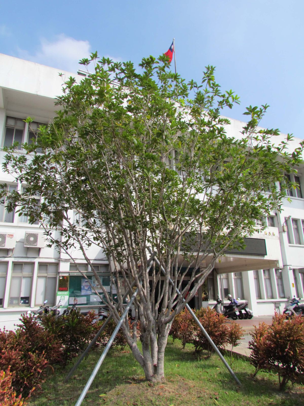 ▲二水鄉公所在第三公墓興建簡易殯儀館，民眾赫然發現萬善堂周邊擁有數十年樹齡的桂花樹及柏樹、松樹都不知去向，前鄉長鄭阿玥前往代表會請願。（圖／記者陳雅芳攝，2018.11.20)