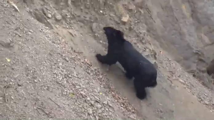 ▲嘉義林管處巡山員發現的保育動物-台灣黑熊。（圖/嘉義林管處提供，2018.11.20）