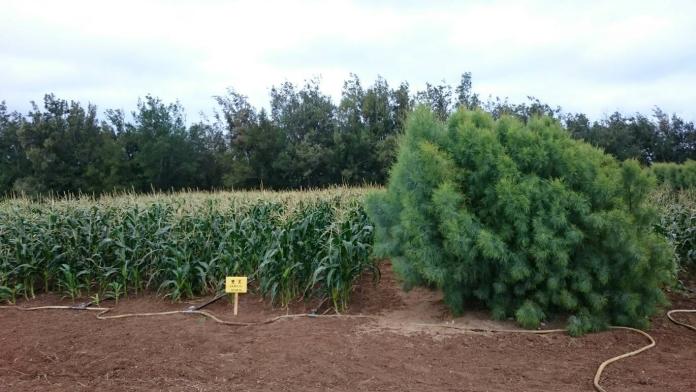 澎農改分場種檉柳防風林　農林混植裁培改變地景地貌
