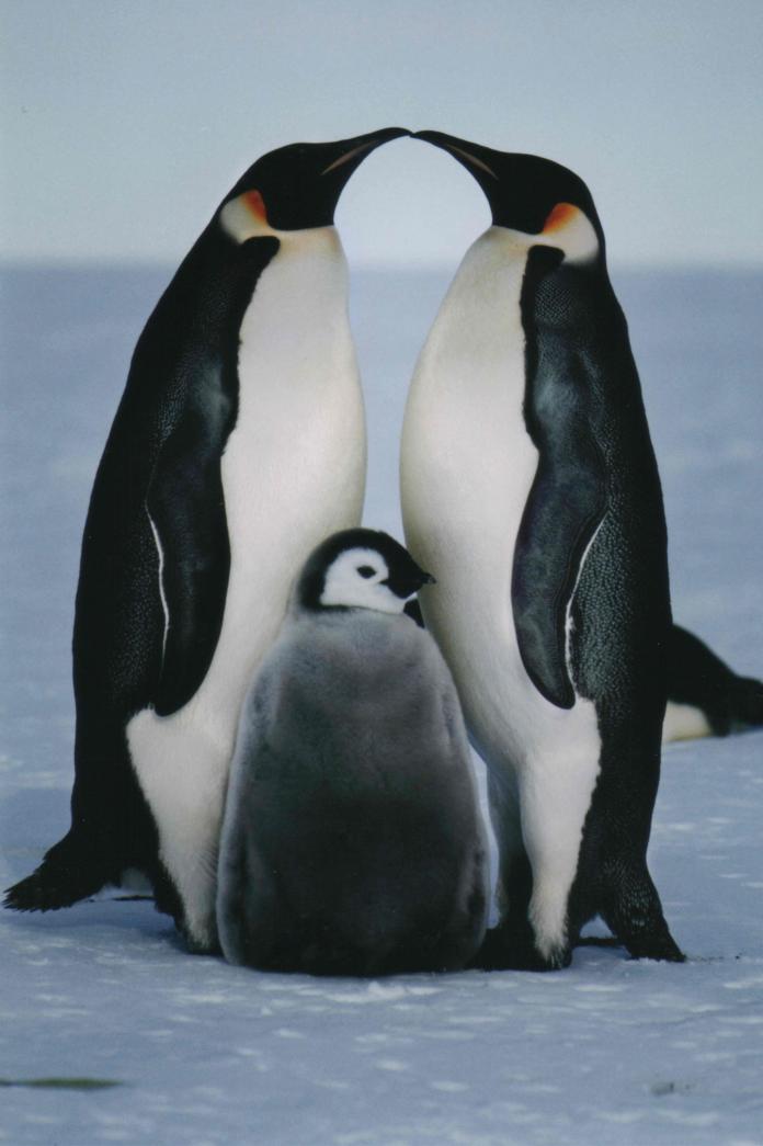 南極先生的南極物語  /  帝王企鵝全家福
