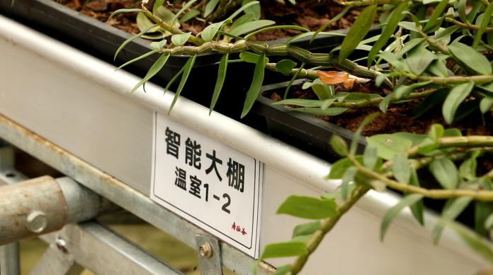 ▲主打的「鐵皮石斛」產品，就在智能溫室大棚裡栽種。 （圖 / 記者吳文勝攝）