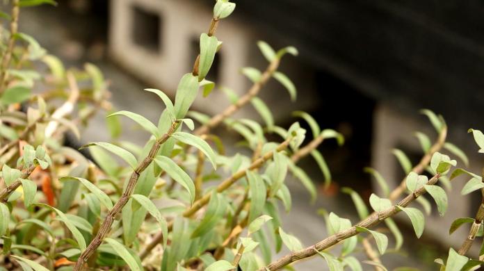 ▲鐵皮石斛的莖幹上有很多鐵鏽斑，所以就叫鐵皮石斛。在台灣，則多半栽種成石斛蘭花。 （圖 / 記者吳文勝攝）