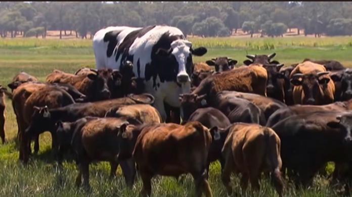 ▲澳洲巨牛「尼克斯」因擁有驚人體型，讓牠因此逃過被屠宰的命運。（圖／網路）