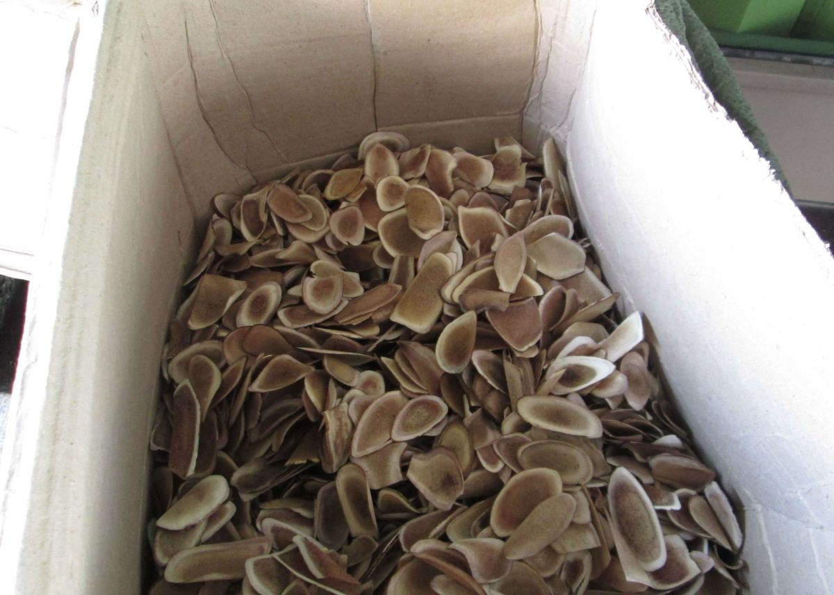 ▲警政署保安警察第3總隊第2大隊員警執行落地追檢勤務時，從1只中國大陸進口中藥櫃內，查獲夾藏管制鹿茸切片40公斤，乃加以查扣處理。(圖／記者黃守作攝，2018.11.30)
