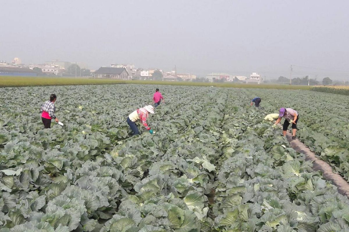 ▲雲縣府啟動耕鋤機制，搶救高麗菜價，每公頃補助7萬元。（圖／洪佳伶攝，2018.11.30）