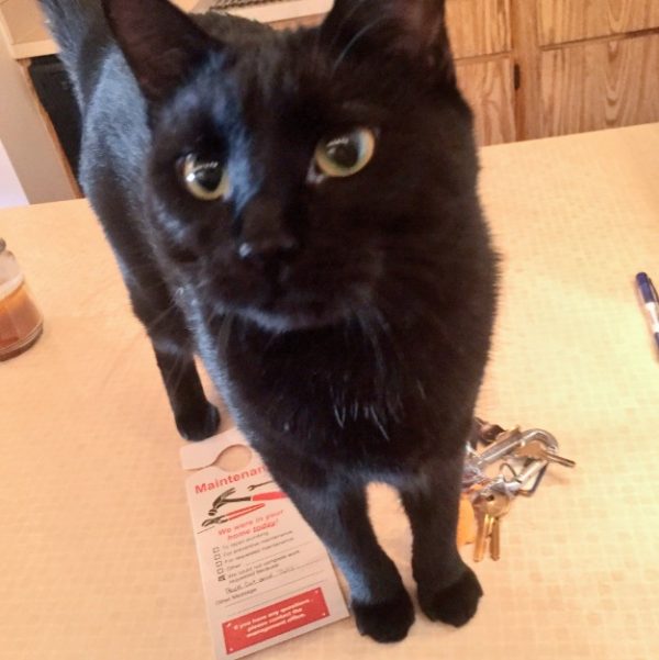 國外推特主@quiet_ellie有一隻可愛的黑貓。（圖／twitter＠quiet_ellie）