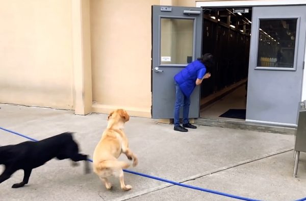 雖然途中有幾隻狗狗回頭想跑回犬舍，但都被工作人員再度引導回正確方向。