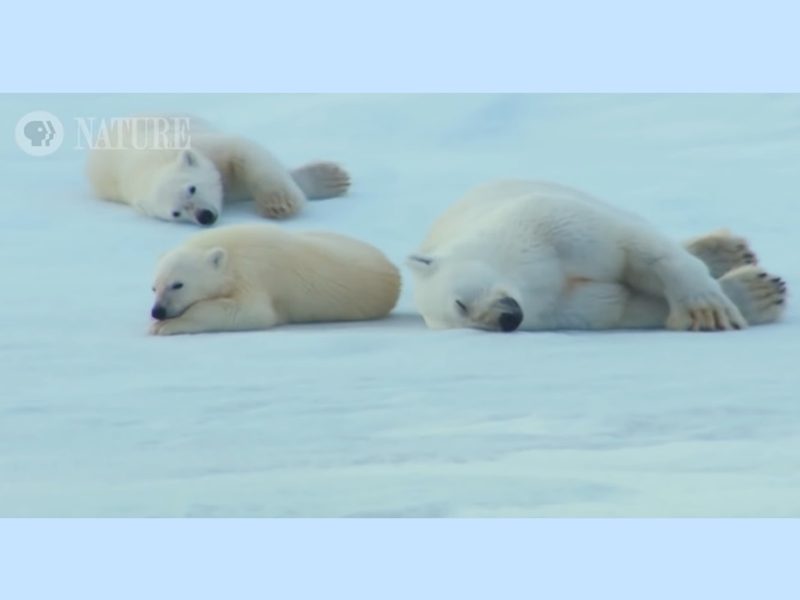 北極熊游完泳要怎麼弄乾？可愛母子檔來示範！
