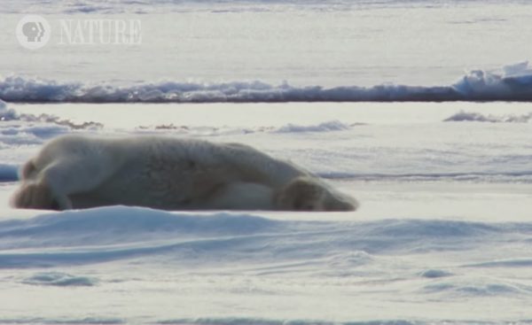 北極熊媽媽甩掉身上的水後，開始在冰層上翻滾摩擦，讓乾燥的冰層帶走剩餘的水分。