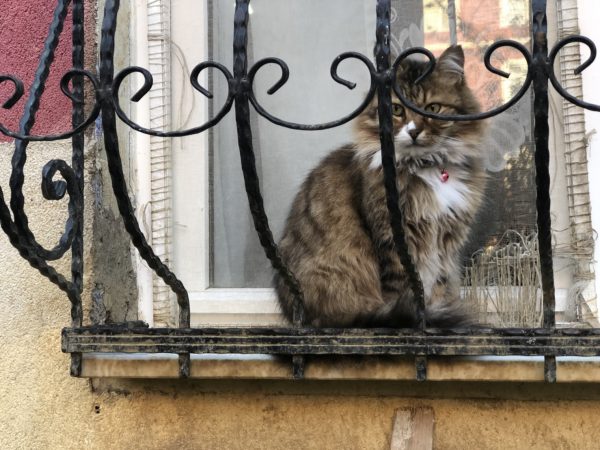 事實上，伊斯坦堡因為文化及信仰的關係，對貓咪十分友善，真的到處都看得到貓。（記者連宜方攝）