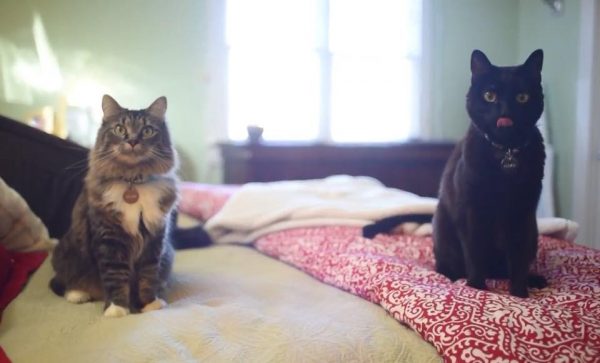 除了班傑明之外，他們還有二隻貓咪：黑貓阿列克榭和長毛虎斑阿德萊德。（圖／facebook＠First Pets of North Carolina）