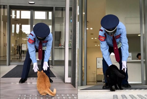 尾道美術館這二隻橘橘和黑黑，因為和保全阿北的可愛攻防互動而在網路上爆紅！（圖／翻攝twitter＠bijutsu1）