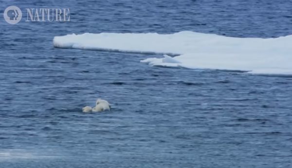 一隻北極熊媽媽帶著二隻北極熊寶寶在海裡游泳。
