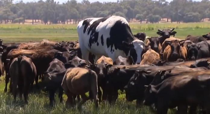 (影) 澳洲驚見194cm超巨牛！體型過大躲過宰殺命