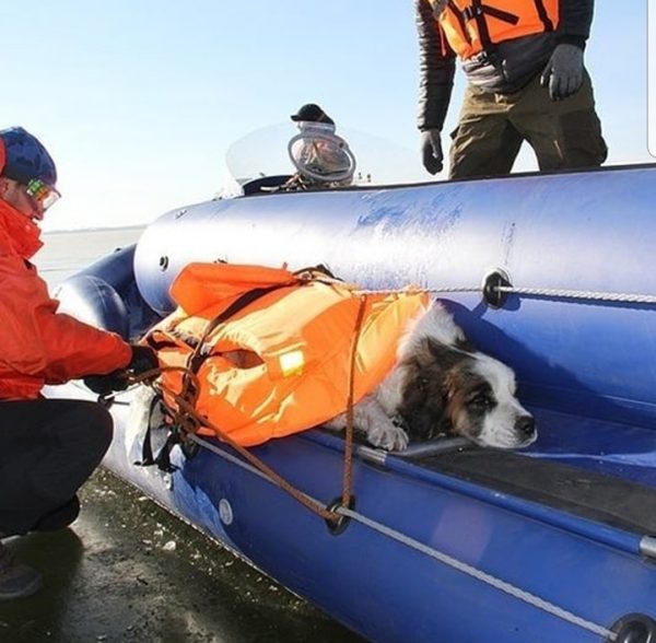 在狗狗脫困後，救援人員趕緊替牠蓋上衣物保暖，並給牠一些食物。（圖／Zabaikalsk rescuers）