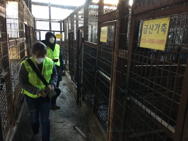 南韓宣布關閉最大狗肉屠宰場　動保人士：見證歷史里程碑！
