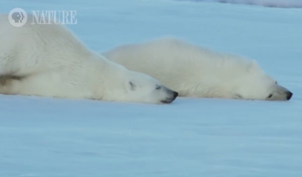 二隻小北極熊也有樣學樣開始在地上ㄌㄨ來ㄌㄨ去～