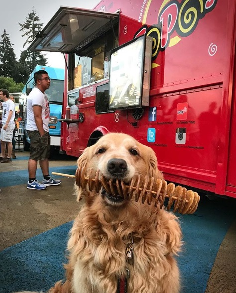 黃金獵犬Dash非常乖巧，即使嘴裡有食物也可以忍住想吃的欲望配合拍照。