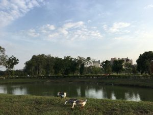 嘉義香湖公園。（圖／嘉義市觀光旅遊網）