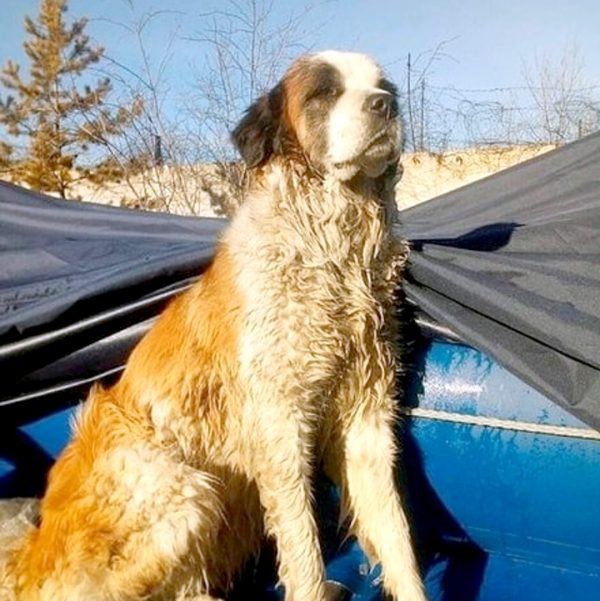 幸好狗狗恢復體力後並沒有大礙，卡在冰湖裡並沒有對牠的後腳造成傷害。（圖／Zabaikalsk rescuers）