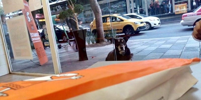 狗狗在披薩店外裝可憐討吃　卻被項圈出賣！

