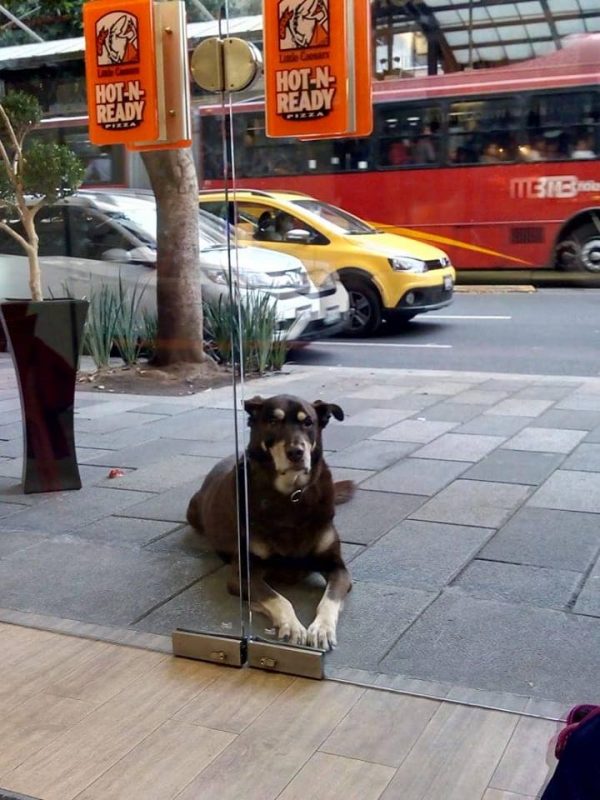 墨西哥的臉書用戶Estrella CR某天去披薩店用餐時，看到門外有隻狗狗可憐兮兮地看著她，讓她心生不忍。