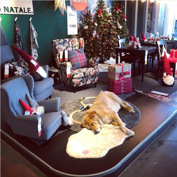 義大利的IKEA十分暖心，開放讓附近的流浪狗進賣場過冬。不但有舒適毯子可以躺，員工們還會餵牠們吃飯！（圖／IG@gscalone82）
