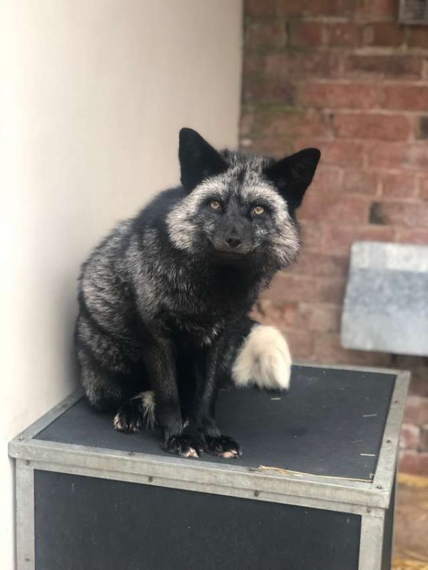 幸運地，一位住在附近的動物救援志工艾曼達看到了屋主的求救訊息，帶著籠子前來順利捕獲這隻狐狸，並將牠送到Stapeley Grange野生動物中心安置。
