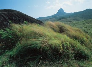 落山風在大尖山山腳下的原野吹出草浪。（圖／台灣國家公園2012年12月電子期刊）