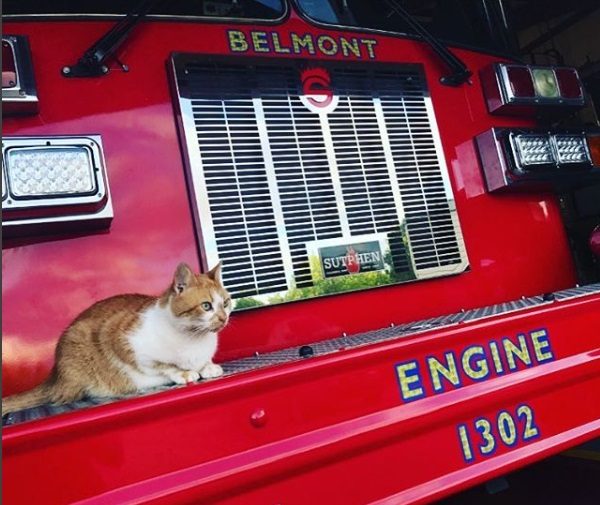 橘白貓火焰是貝爾蒙特消防局的明星貓，連附近民眾都經常過來找牠玩。（圖／IG@BUfm23GhS-W）