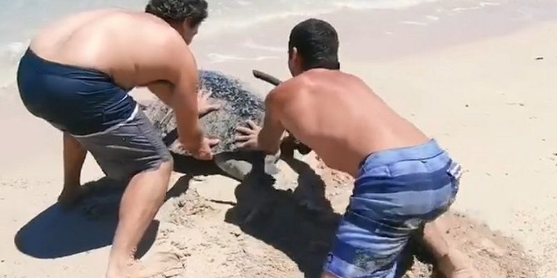 海龜翻車仰躺受困沙灘　幸遇暖男出手相救順利返回海洋！
