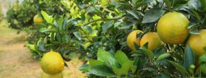 豐原流星花園農場柑橘。（圖／金禾康）