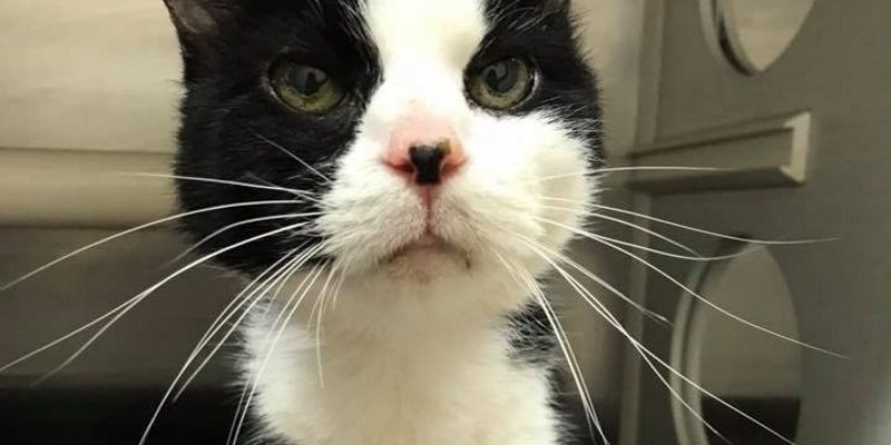 20歲老貓被送到收容所棄養　飼主：因為牠亂尿尿！
