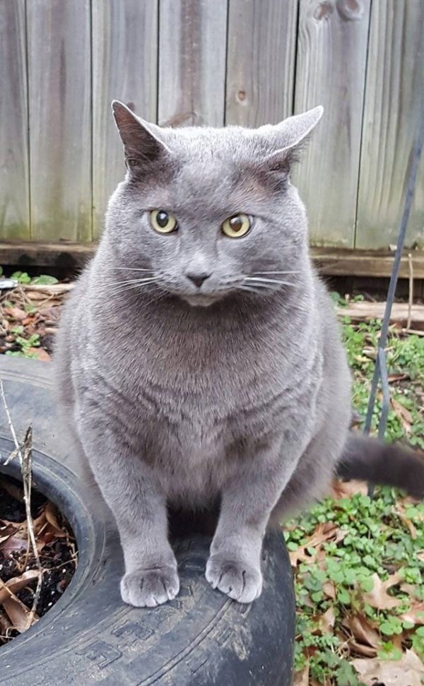 而史蒂芬妮也把握機會帶牠去看醫生，巴迪很不幸地被檢驗出是貓愛滋陽性。但醫生說只要照顧得宜，巴迪仍然可以健康長壽，讓史蒂芬妮鬆了一口氣。