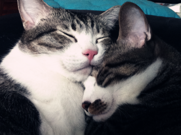 （圖／寵毛網資料照）