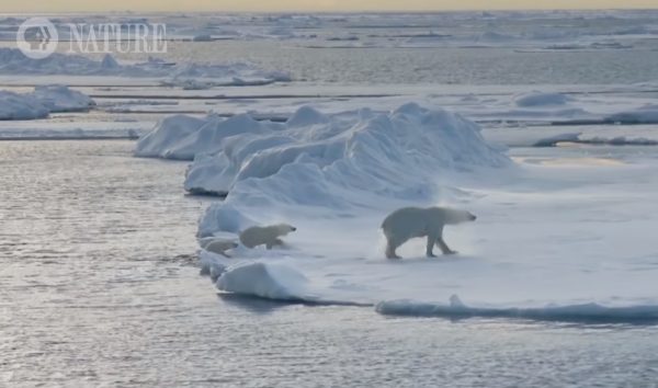 看到一塊浮冰，母子三隻決定先上岸稍事休息～