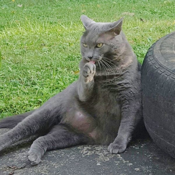 女子史蒂芬妮在六年前搬到一處社區後，就發現有一隻藍貓時常在對街偷看。