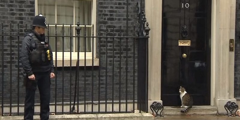 英國第一貓賴瑞雨天被擋門外　首相府警衛趕忙救駕！

