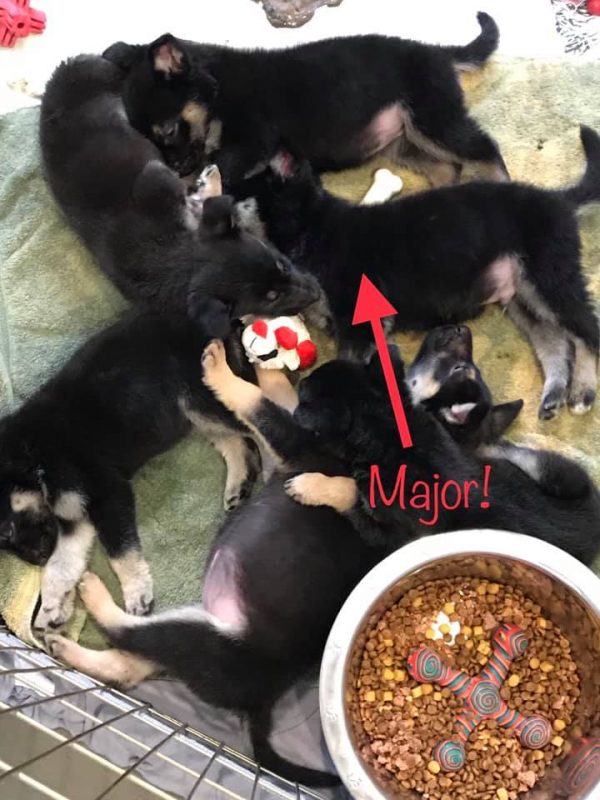 Major是一隻德國牧羊犬，牠是一窩六隻幼幼裡唯一的男森。但有天主人把牠們送來收容所，因為牠們誤食了毒物，但主人沒錢可以負擔六隻狗狗的醫藥費，竟然送到收容所棄養。（圖／FB@Steph Gomez）