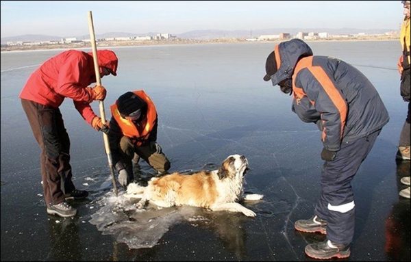 一隻聖伯納混高加索犬人發現卡在結冰的湖面上。這種狗狗是當地人養來看門或是看管牧場的狗，因此救援人員很納悶為什麼牠會獨自一隻狗被困在湖面上。（圖／Zabaikalsk rescuers）