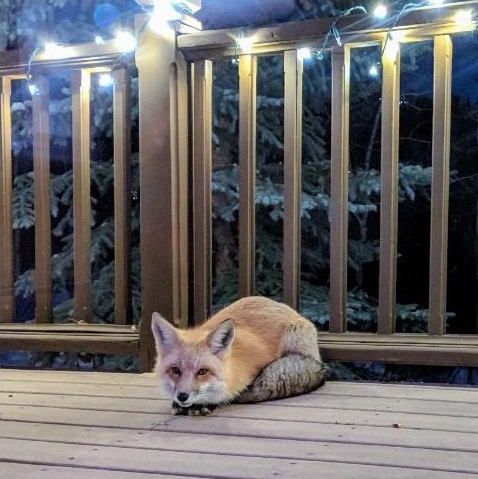狐狸：「我就在這裡等妳啊～」