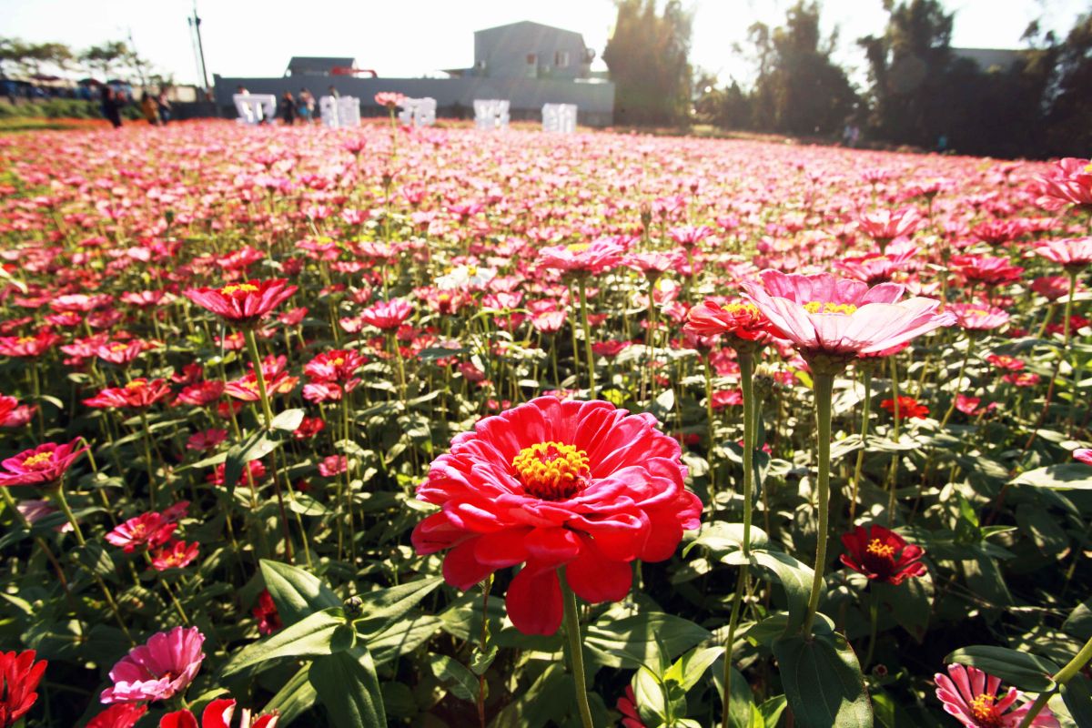 ▲桃園花彩節昨天開幕，今天平鎮場以「相戀在平鎮」為主題，推出千人割稻飯、農庄體驗和地域旅遊希望民眾能夠體會到道地的客家農庄文化。（圖／記者李春台攝, 2018.12.02）