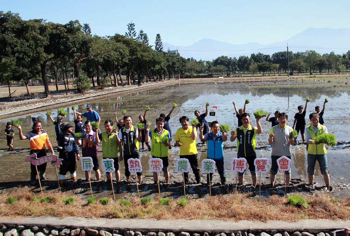 ▲2019屏東熱博彩稻插秧搶先開跑雙豬點燈迎豬年。（圖／記者陳宗傑攝,2018.12.03）