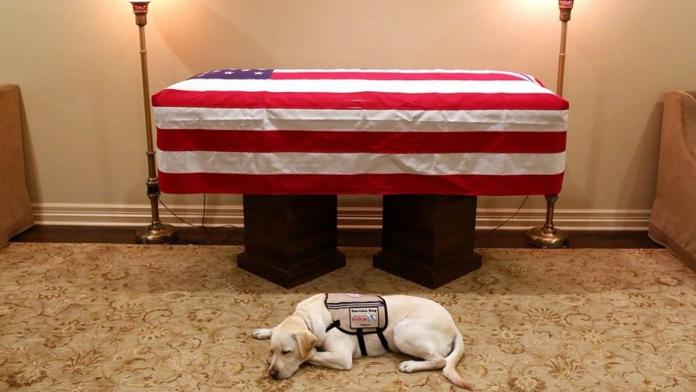▲老布希上周五去世，他的服務犬「薩利」（ Sully ）靜靜陪伴在老布希靈柩前。（圖／推特）