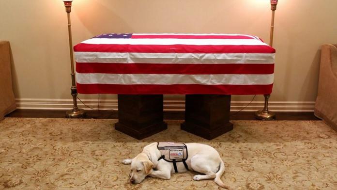 ▲老布希上周五去世，他的服務犬「薩利」靜靜陪伴在老布希靈柩前。（圖／推特）