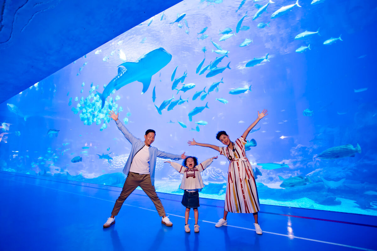 ▲來鯨鯊館賞世界最大魚類─鯨鯊 (圖/珠海長隆國際海洋度假區) 