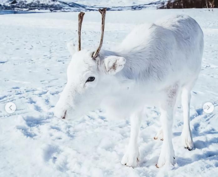 ▲挪威年輕攝影師日前在山區，巧遇一隻罕見白馴鹿。（圖／Instagram）