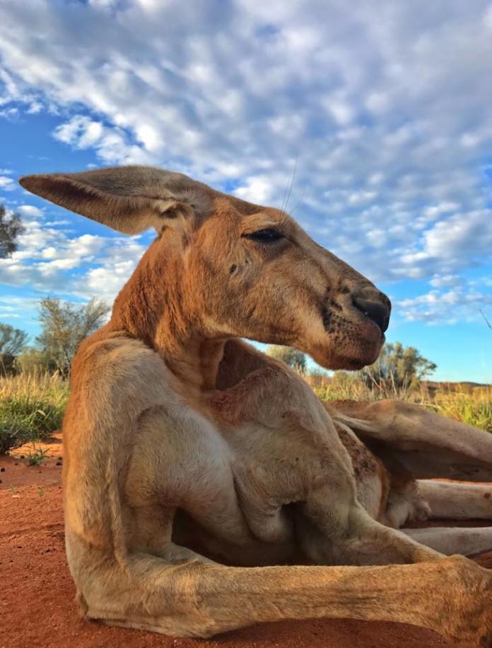 ▲（圖／翻攝自 The Kangaroo Sanctuary Alice Springs 臉書）
